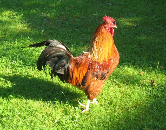 hírkép