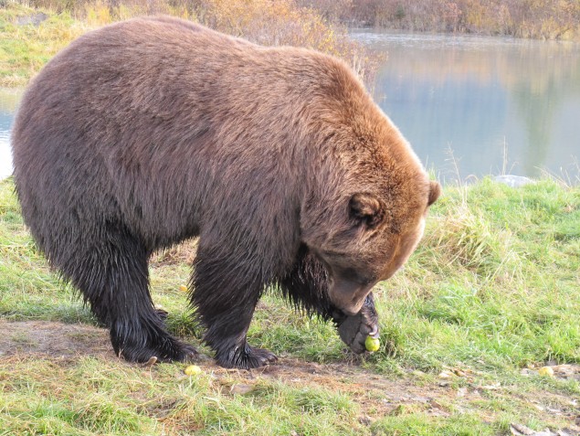hírkép