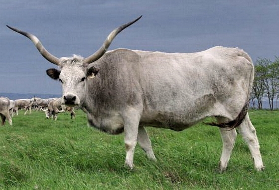 hírkép