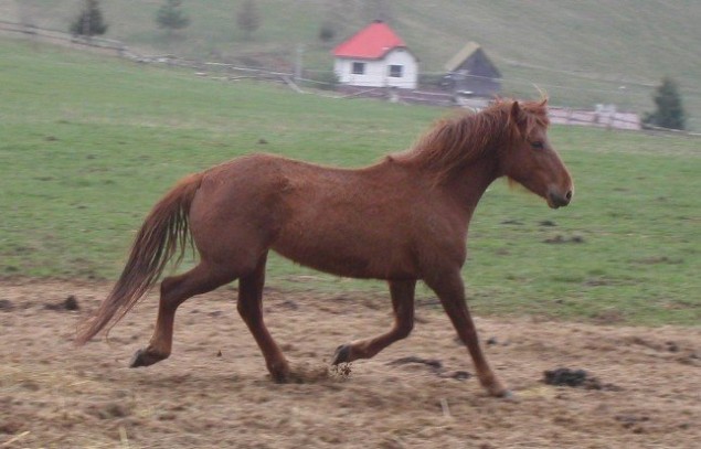 hírkép