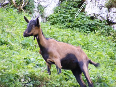 Hirkép