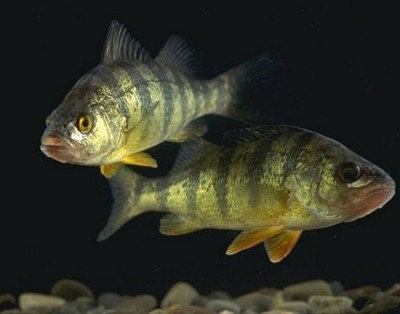 Hirkép